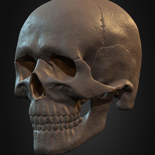 Highly-Detailed-Human-Skull-010.jpg Highly Detailed Human Skull