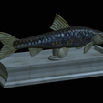 Gudgeon-statue-11.png fish gudgeon / gobio gobio statue detailed texture for 3d printing