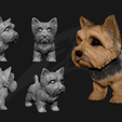 BB.png Cute Puppy Yorkshire Terrier STL and VRML