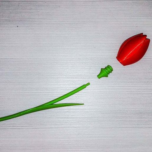 fc1b16194fa5f57eeb4b70622a3b724f_display_large.jpg Tulipa