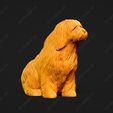 1335-Bearded_Collie_Pose_05.jpg Bearded Collie Dog 3D Print Model Pose 05