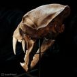 machairodus-horriblis-02.jpg Saber-tooth tiger skull (Machairodus)
