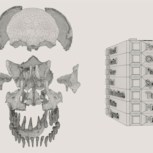 wf3.jpg Skull bones colored separable labelled