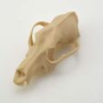 DSC_0983.jpg Dog Skull (Scanned)