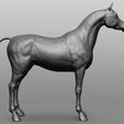7.jpg Horse Breeds Collection