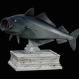 coalfish-open-mouth-statue-box-2.png COALFISH / POLLACHIUS VIRENS trophy with storage space for 3d printing