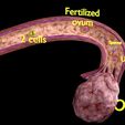 0004.jpg Fertilization stages of ovum