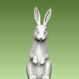 7.jpg Bunny Rabbit