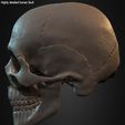 Highly-Detailed-Human-Skull-017.jpg Highly Detailed Human Skull