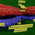0015.jpg Chromosome homologous centromere kinetochore blender 3d model