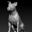 perro-sosloal.png Dog sitting ears