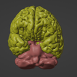 19.png 3D Model of Skull and Brain with Brain Stem