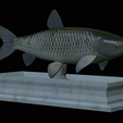 Grass-carp-statue-11.png fish grass carp / Ctenopharyngodon idella statue detailed texture for 3d printing