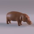 Hippo_0001.jpg Wildlife animals