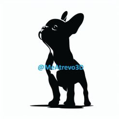 bebe-1.jpeg French Bulldog Baby #01