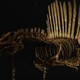 Spinosaurus-05.jpg Spinosaurus Diorama Swimming Skeleton