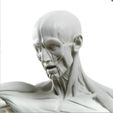 il_794xN.4204862473_hivu.jpg human body grassetti ecorche stl model for 3d print
