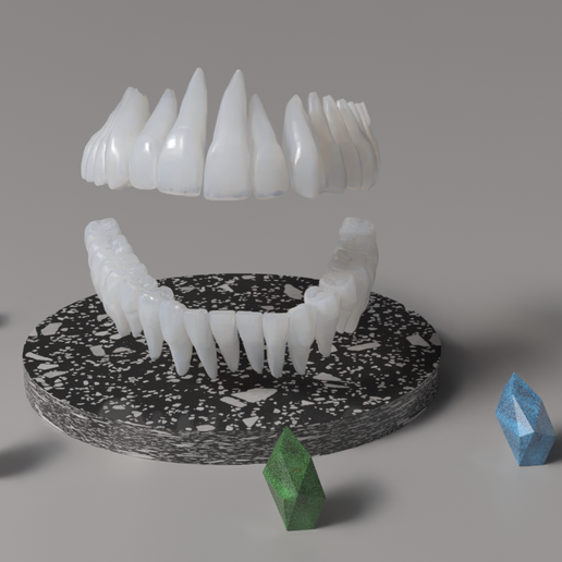 🦷 Realistic Anatomy Tooth Seth #1・ 3D File for 3D printing・Cults