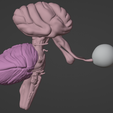 7.png 3D Model of Brain Stem and Cranial Nerves