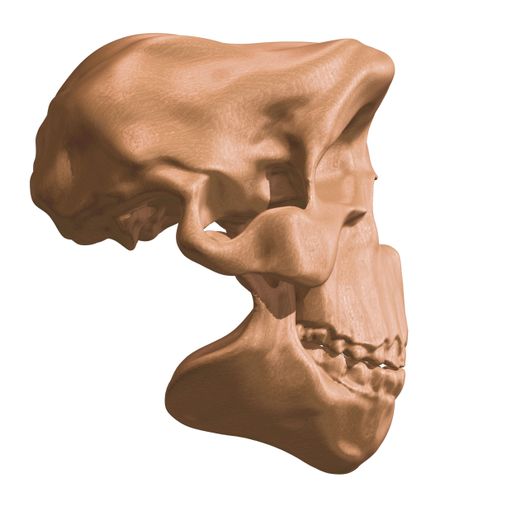 7.jpg Human Evolution: exclusive pack of 5 skulls