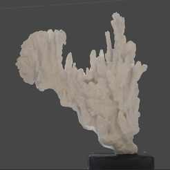 Capture 1.PNG STL file Coral・3D printer design to download
