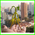 TRONQUILHO.png Tronquilho Bowtruckle Harry Potter  Fantastic Beasts Animais Fantásticos