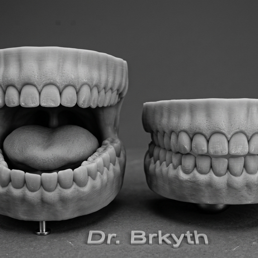 🫀 Anatomical Teeth and Jaw 3D Model - Dental Sculpt for Anatomy ...