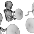 Ninth_Month_Wireframe.png 3D file Month 9 Human embryonic (baby stages)・3D printable model to download