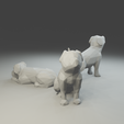 5.png Low polygon Boxer dog 3D print model  in three poses