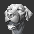 01.png Labrador Retrieve Head AM26 3D print model