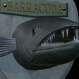 Barracuda-solo-model-14.png fish head great barracuda trophy statue detailed texture for 3d printing