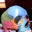 photo_preview_featured.jpg Anatomical Skull