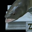 zander-statue-4-mouth-open-28.png fish zander / pikeperch / Sander lucioperca open mouth statue detailed texture for 3d printing