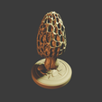0126.png Morchella esculenta - MacroFungi Collection (5 of 10)