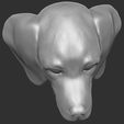 18.jpg Puppy of Dachshund dog head for 3D printing