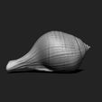 02_shell-1-3d-print-aquarium-3d-model-obj-fbx-stl.jpg Shell 1 - 3D Print - Aquarium - Sea Life