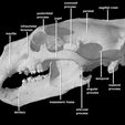 lateralview.jpg Ursus maritimus, cráneo del oso polar