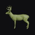 white-tailed_deer_0013.jpg White Tailed Deer