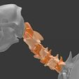 3.jpg Dog skeleton - Cervical vertebrae - Cervical vertebrae