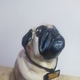 IMG_20230502_184227.jpg Pug dog sculpt