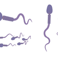 Sperm_Color.png Sperm Cell Anatomy