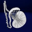 testis-anatomy-histology-3d-model-blend-2.jpg testis anatomy histology 3D model