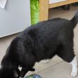 IMG_20240128_113844.jpg Gamelle pour chat