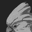 Cacatua-Print.png Какаду Хуефорж 147 х 220 мм