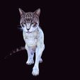 4.jpg CAT - DOWNLOAD CAT 3d model - animated for blender-fbx-unity-maya-unreal-c4d-3ds max - 3D printing CAT CAT - POKÉMON - FELINE - LION - TIGER
