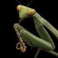 Jazzmantis