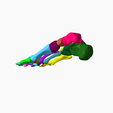 4.png SKELETON OF THE RIGHT FOOT 3D SEGMENTED - 28 PARTS