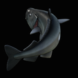 coalfish-open-mouth-statue-box-30.png COALFISH / POLLACHIUS VIRENS trophy with storage space for 3d printing