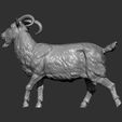 Goat12.jpg Goat 3D print model