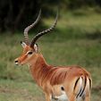 IMG-20250205-WA0023.jpg Mini bêtes crâne Impala